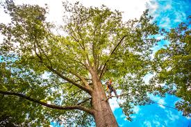 Best Fruit Tree Pruning  in Lewiston, UT