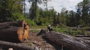 Best Hazardous Tree Removal  in Lewiston, UT