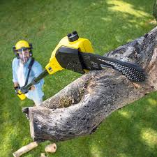 Best Tree Preservation Services  in Lewiston, UT