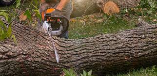 Tree and Shrub Care in Lewiston, UT