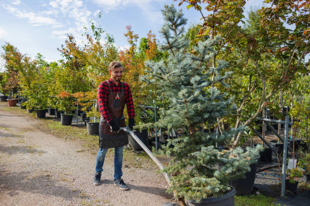 Best Storm Damage Tree Cleanup  in Lewiston, UT
